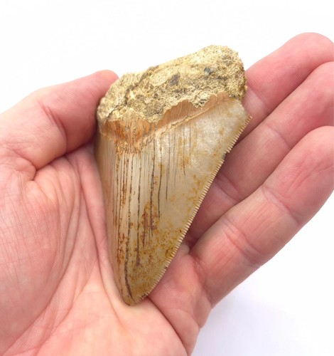 Indonesischer megalodon - indonesischer,