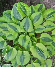 Hosta Funkie " Luna Moth " 