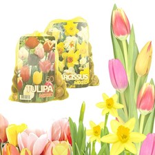 BlumenzwiebelnTulpen &