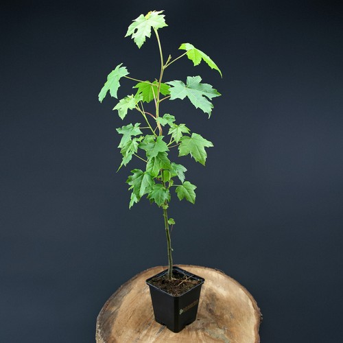 Amberbaum styraciflua