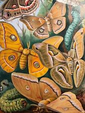 Originalgrafik Fauna: Insekten Seidenspinner - Chromolithographie um 1900 Moths
