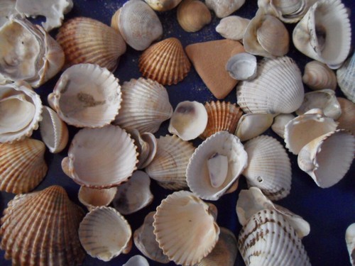 450 echte muscheln - g,