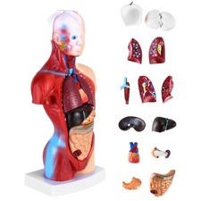 Menschen Anatomie Modell 15
