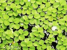 50 Stück Wasserfarn -