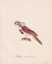 Eulenschwalm tawny frogmouth