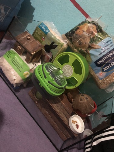 Hamster terrarium mit - hamster, viel