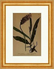 Geflecktes knabenkraut orchis - knabenkraut,