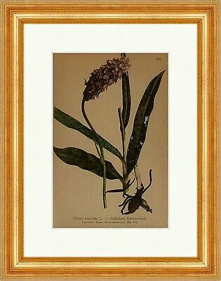 Geflecktes knabenkraut orchis - geflecktes,