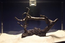 Schwarze Moorwurzel *22cm* /