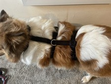 ⭐ Wolters Professional No Escape Sicherheitsgeschirr Panikgeschirr S 30 -40 cm