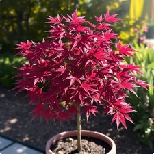 2 winterharter Ahorn blut-rot - schnellwüchsig exotische Pflanzen für den Garten