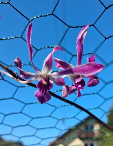 Dendrobium panavee ein - panavee,