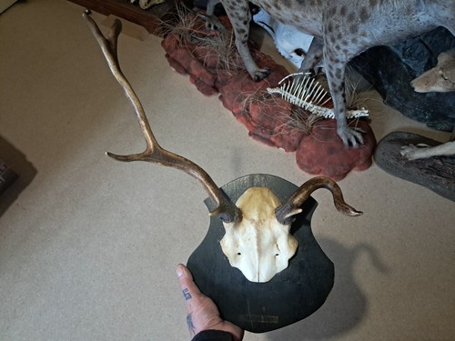 Hirsch trophäe elaph - hirsch,