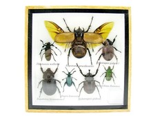 Einzelstück - echte