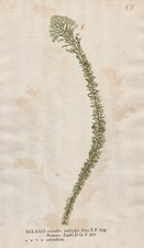 Selago corymbosa Blume flower