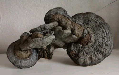 Großer baumpilz - baumpilz,