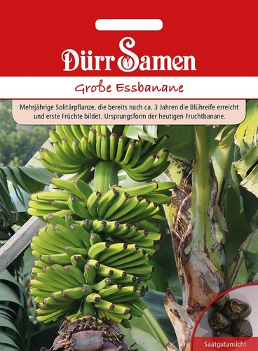 Bananenbaum bananenpflanze - bananenbaum,