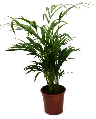 Goldfruchtpalme areca - goldfruchtpalme,, (areca
