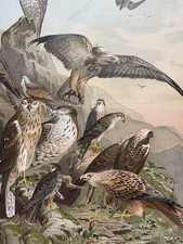 antike Grafik Fauna: Deutsche Raubvögel - alte Chromolithografie um 1905 Vögel