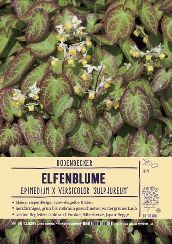 Epimedium versicolor - epimedium,
