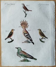 Birds hoopoe nightingale - hoopoe,