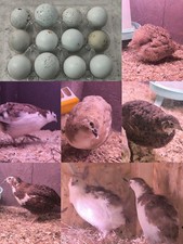 Celadon Wachtel Bruteier, 12