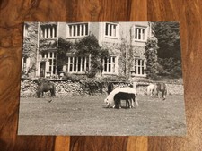 Pferdepostkarte FALABELLA AK Pferd PK Club Deutschland 