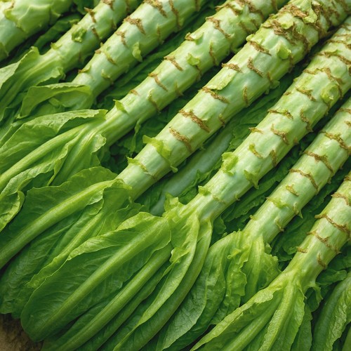 Salat spargel celtuce wosun - -,