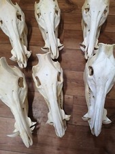 Echte Wildschweinschädel Sau Eber Schädel Knochen Präparat Trophäe Top Preis