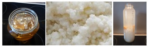 Kombucha kefir milchkefir - kombucha,