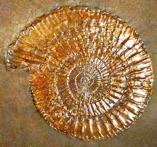 Ammoniten platte mit - ammoniten-platte,