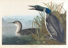 Great Northern Diver Vintage