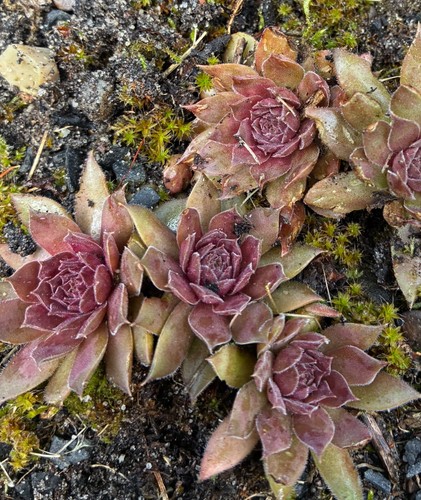 Sempervivum legolas herr - sempervivum,