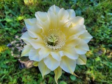 Kindel Marathon x Eroica x O'Paradiso  Echinopsis Hybride Lobivia  Kaktus Cactus