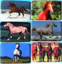 1 Kühlschrankmagnet Pferde