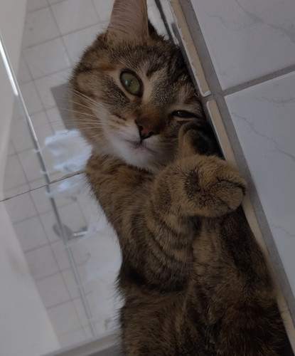 Braun getigerte katze liegend - katze,