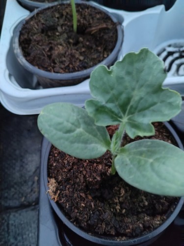 Rote wassermelone sugar - wassermelone, 1