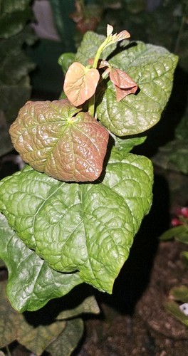 Cercis canadensis little - cercis,