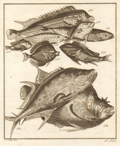 Xli poissons ambione - xli.,