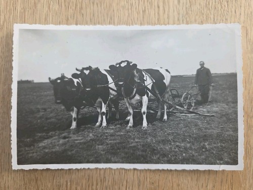 Privatfoto kuhgespann mit - ak,