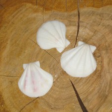 Stück jakobsmuschel weiß - jakobsmuschel,