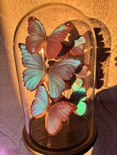 Echte Schmetterlinge unter Glasglocke gold auf Sockel - Morpho peleides