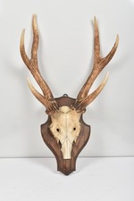 Hirsch Trophäe - Gehörn auf