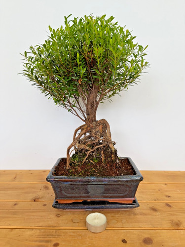 Zimmerbonsai kirschmyrte - zimmerbonsai,