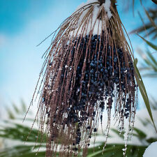 50 Samen der Hanfpalme Trachycarpus Fortunei - winterharte Hanfpalme Ernte 2025