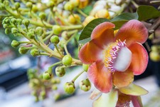 SAMEN Exot Pflanzen Samen