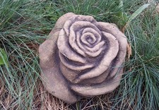 Rose Blume Blüte groß aus