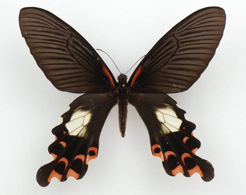 Papilio alcmenor - , ♀
