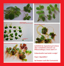 25 Stück Schwimmpflanzen Set Froschbiss Teichlinse Schwimmfarn Wolfsmilch Azolla