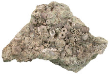 Silur  Fossiler Meeresboden  Rhizophyllum-Kalkstein  Lau Bakar  Gotland  X7-9